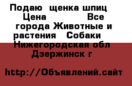 Подаю. щенка шпиц  › Цена ­ 27 000 - Все города Животные и растения » Собаки   . Нижегородская обл.,Дзержинск г.